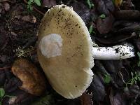 Amanita phalloides image