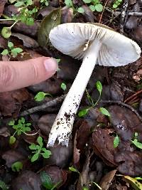 Amanita phalloides image