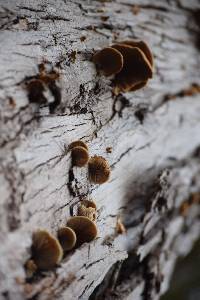 Crepidotus mollis image