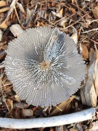 Coprinopsis lagopus image