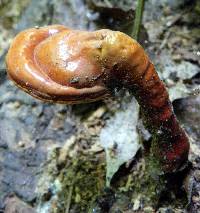 Ganoderma tsugae image