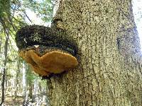 Phellinus igniarius image