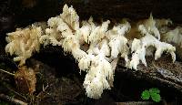 Hericium americanum image