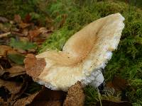 Russula brevipes image