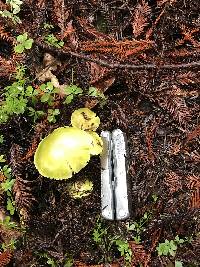 Hygrocybe virescens image