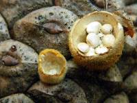 Crucibulum laeve image