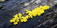 Bisporella citrina image