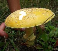 Amanita muscaria image
