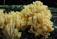 Artomyces pyxidatus image