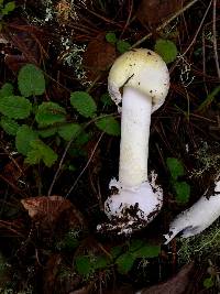 Amanita phalloides image