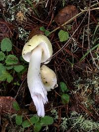 Amanita phalloides image