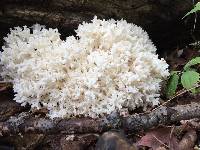 Hericium coralloides image