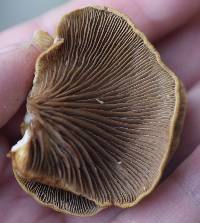 Crepidotus mollis image