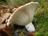 Russula brevipes image