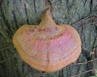 Ganoderma tsugae image