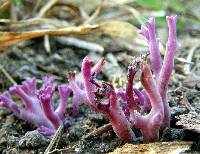 Clavaria zollingeri image