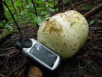 Calvatia gigantea image