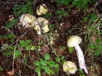 Amanita phalloides image