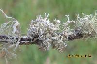 Evernia prunastri image