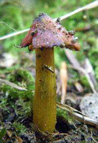 Hygrocybe conica image