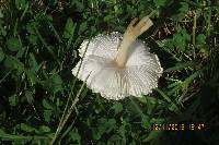 Chlorophyllum molybdites image