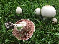 Agaricus xanthodermus image