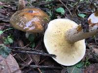 Suillus pungens image