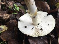 Amanita phalloides image