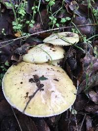 Amanita phalloides image