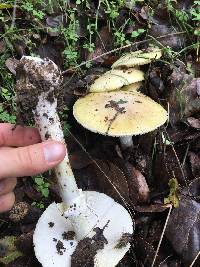 Amanita phalloides image