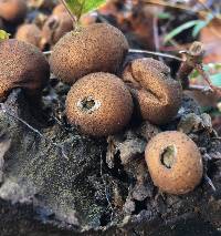 Lycoperdon pyriforme image