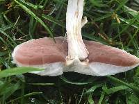 Agaricus xanthodermus image