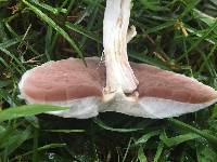 Agaricus xanthodermus image