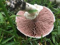 Agaricus xanthodermus image