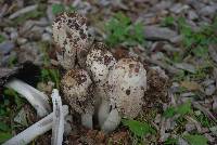 Coprinus comatus image