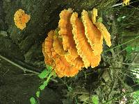 Laetiporus sulphureus image