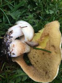 Suillus pungens image