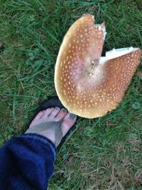 Amanita muscaria image