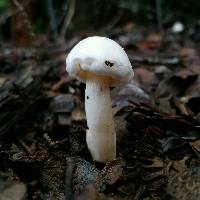 Hygrophorus eburneus image