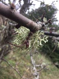 Evernia prunastri image