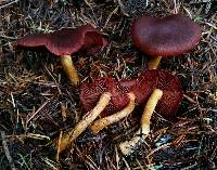 Cortinarius smithii image