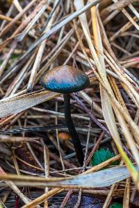 Psilocybe azurescens image