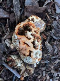 Clathrus ruber image