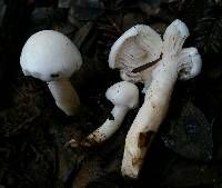 Hygrophorus eburneus image