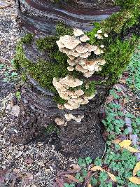 Trametes versicolor image