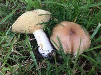 Suillus pungens image