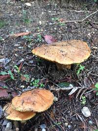 Suillus caerulescens image