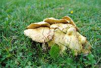 Suillus americanus image