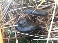 Psilocybe azurescens image