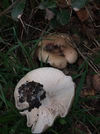 Clitocybe brunneocephala image